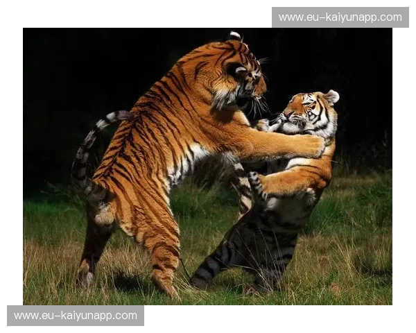 老虎大学vs：觉醒、博弈与巅峰王者的诞生之路